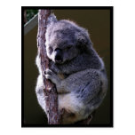 Koala in Tree Postcard