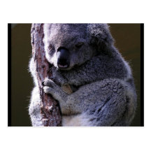 Koala in Tree Postcard