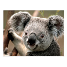 Koala line post card