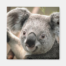 Koala Magnet