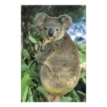 Koala, Phascolarctos cinereus), endangered, Photo