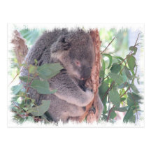 Koala Photo Postcard