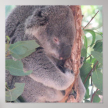 Koala Photo Poster Print