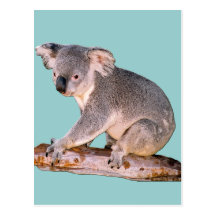 Koala Picture Postcard