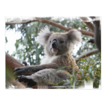 Koala Postcard