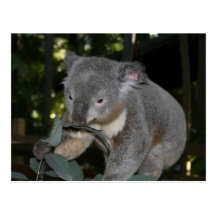 Koala Postcard