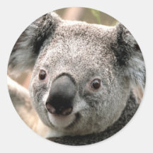 Koala Stickers