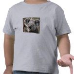 Koala Toddler Tee (short sleeve)