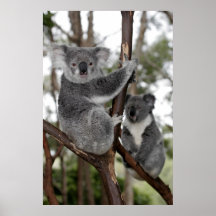 Koalas in the trees posters