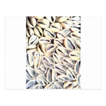Kodi Shells Post Cards