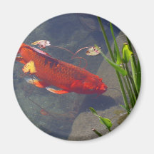 Koi in Colour Fridge Magnet