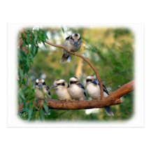 Kookaburra 9Y172D-004 Postcards
