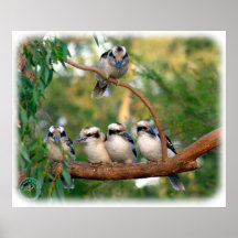 Kookaburra 9Y172D-004 Poster