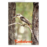 Kookaburra Cards