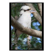 Kookaburra Greetings from Australia Greeting Card