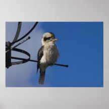 Kookaburra Posters