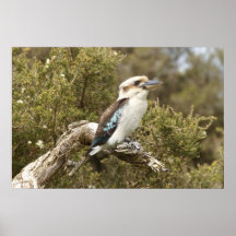 Kookaburra Print