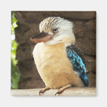 Kookaburra Refrigerator Magnet