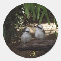 Kookaburras Laughing Stickers
