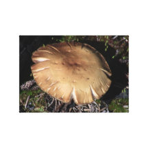 Kooskooskia Idaho Flora Fungi Moss Botany Lichen Stretched Canvas Print