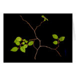Korean Horbeam Bonsai card