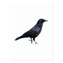 Krähe crow postkarte