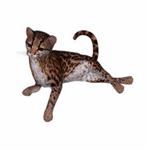 KRW Baby Leopard Magnet Photo Cutouts