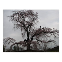 Kyoto Sakura Tree, Japan Post Card