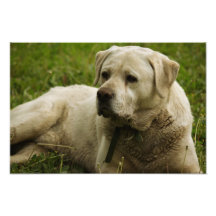 Labrador Photo