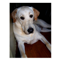 labrador postcard