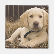 Labrador Retriever puppy Magnets