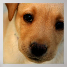 Labrador Retriever Puppy Poster