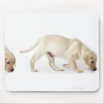 Labrador Retriever Puppy walking, montage Mouse Pads