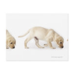 Labrador Retriever Puppy walking, montage Postcards