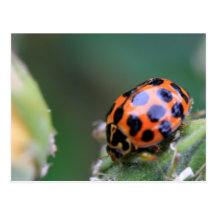 Lady bird postcard