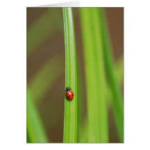 Lady Bug Greeting Card