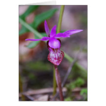 Lady Slipper Greeting Card