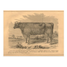 Lady Susan, First Prize Cow at Utica, 1863 Post Card