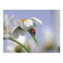 Ladybird on flower post card