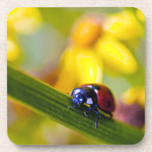 Ladybird on Ragwort flowers cork coaster set