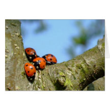 Ladybirds Cards