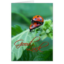 Ladybug Couple - Good luck Card