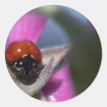 Ladybug Insect Round Stickers