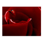 Ladybug Love Postcard
