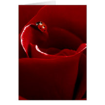 Ladybug Love Postcard