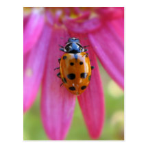 Ladybug Postcard