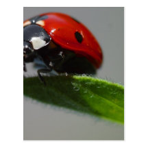 Ladybugs Insects Postcards