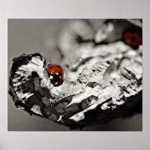 Ladybugs Posters