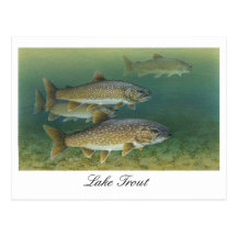 Lake Trout Painting Postcard