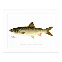 Lake Trout Post Card